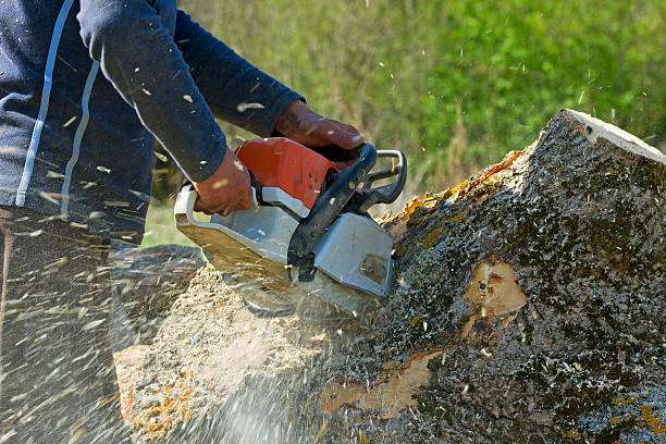 Best Local Tree Services  in Rockford, MI